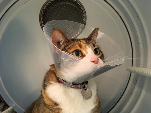 Gave our cat the cone so she jumped into the dryer and it looked like she was commanding a space shuttle