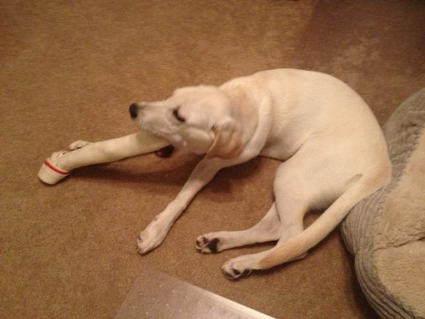 Gave our dog a super size rawhide bone for ChristmasChallenge Accepted
