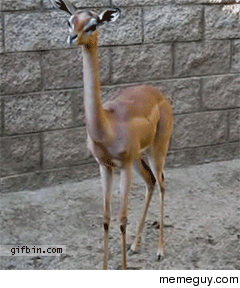 Gazelle swallowing food