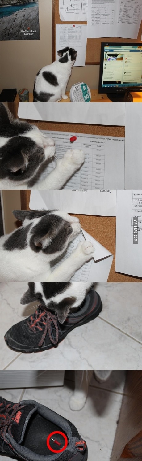 Genius Cat