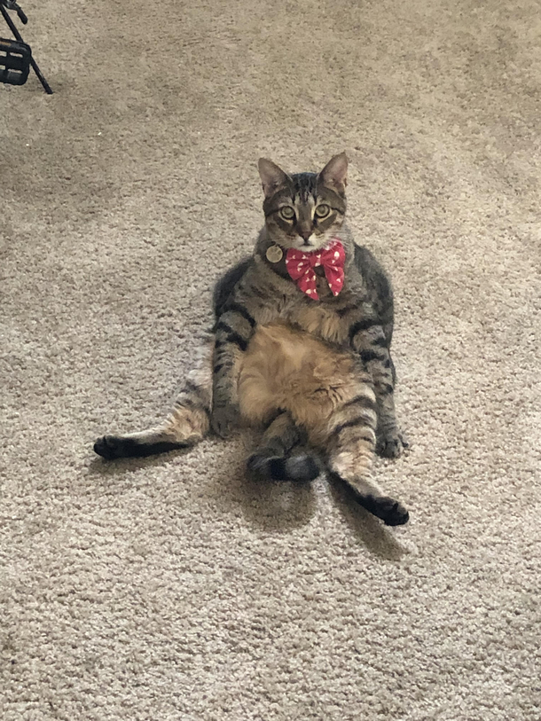 Gentlemen ladies My girlfriends cat His name is donut