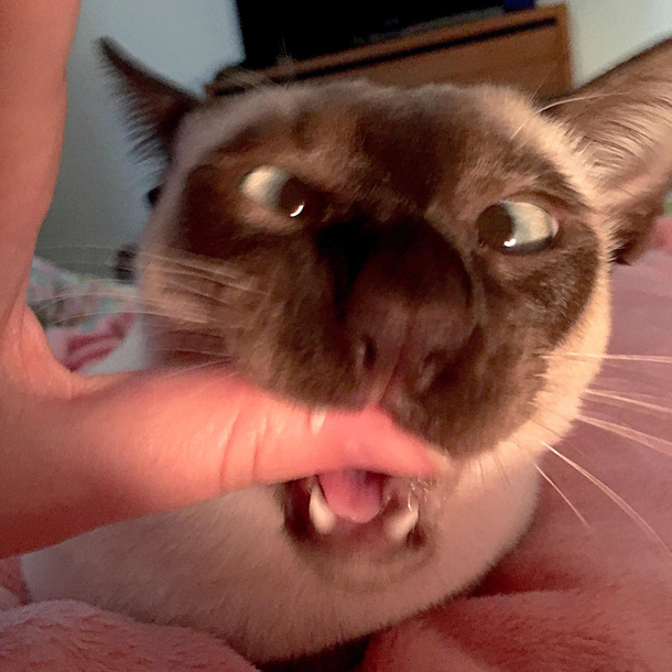 Gently letting me know his food bowl is empty