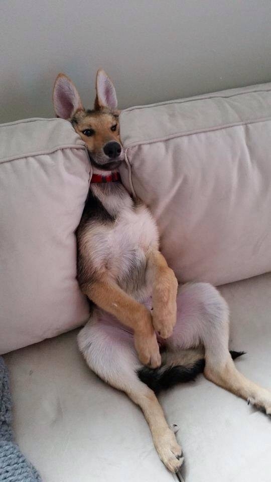 German shepherd I think we adopted a kangaroo