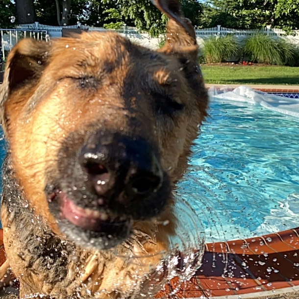 German Shepherd mid-shake