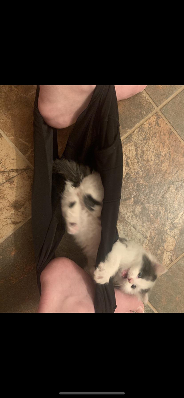Get a cat they said