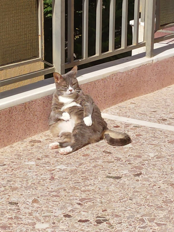 Get a cat they said Theyre such graceful creatures they said