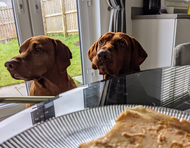 Get a dog and youll never eat alone