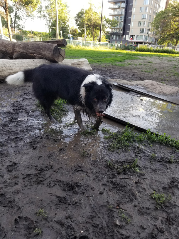 Get a dog they said it will be fun they said