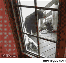 -GET BACK HERE ASSHOLE -Fuck you cat Im a bear