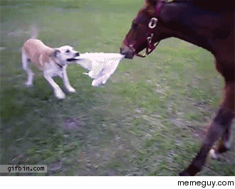 Get back here you little shit