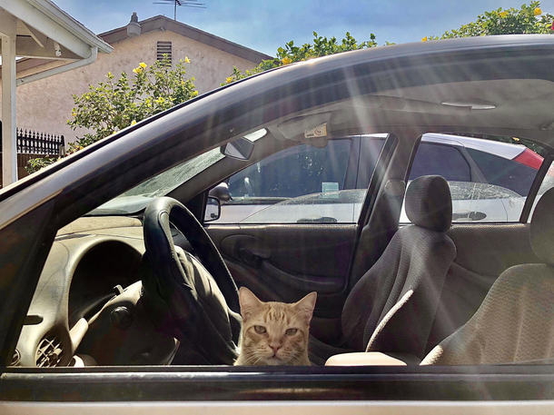 Get in loser were going to petco