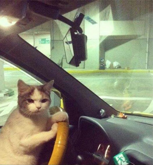Get in the car loser Were Going Shopping