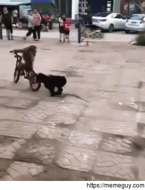 Get off that bike monkey