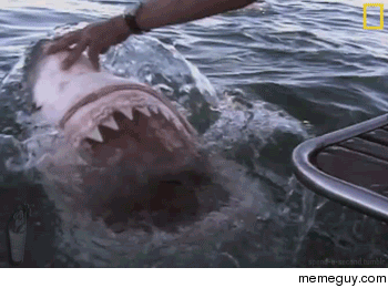 get out of here fish