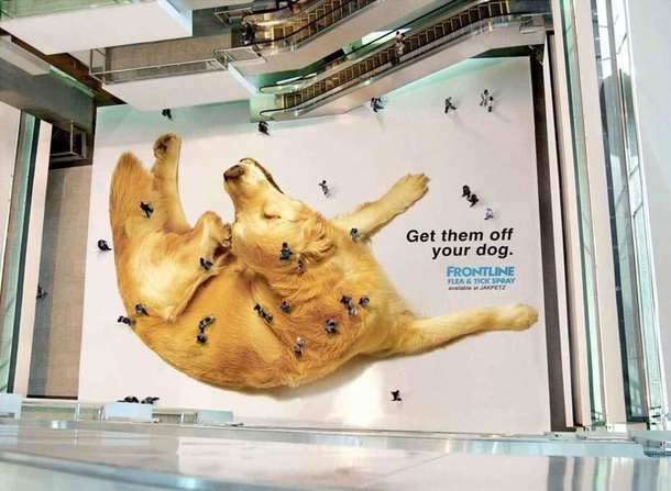 Get the fleas off your dog