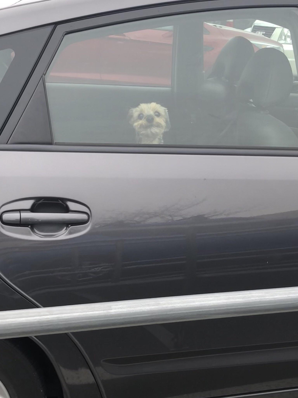Getting out of my car today and this little gremlin is lookin back at me