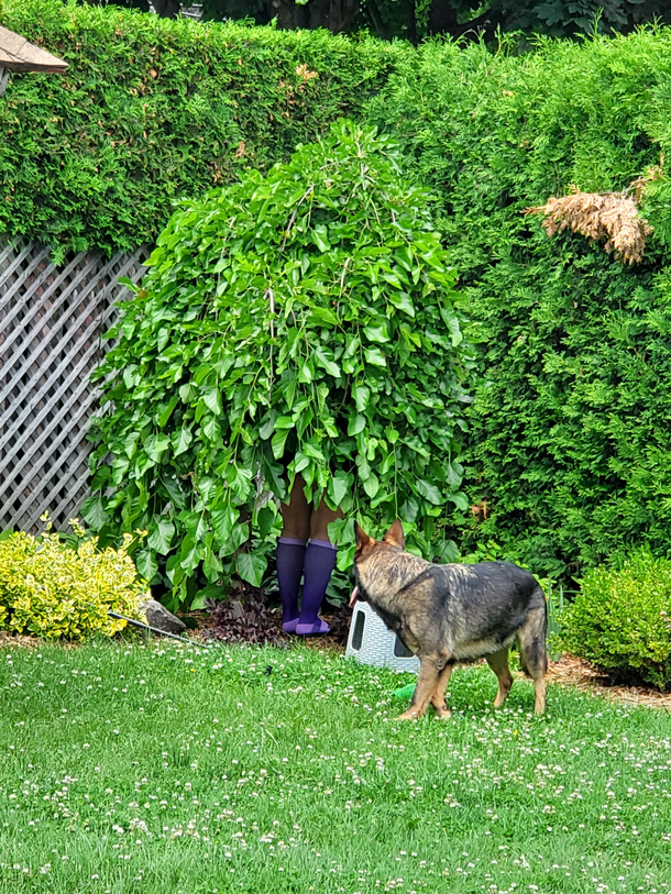 Gf picking berries and the dog wondering why the bush has legs