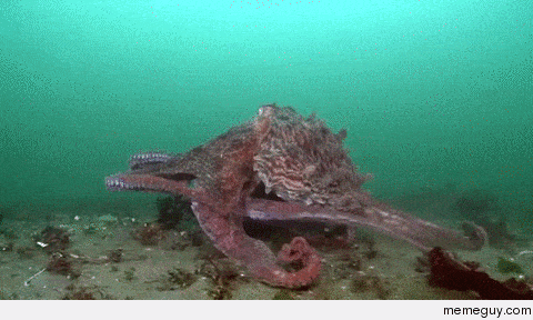 Giant Pacific Octopus Walking - Meme Guy