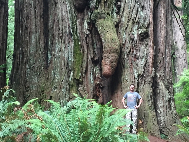 Giant Red Wood