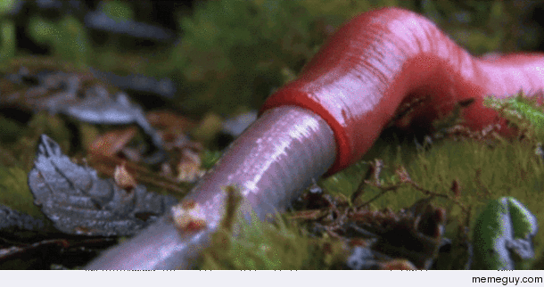Giant Worm-Slurping Leech