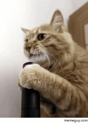 Gif of cat getting face sucked by vaccum