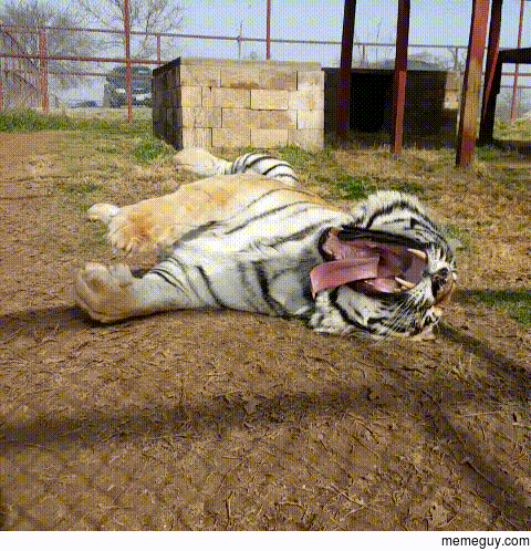 Gigantic tiger yawn