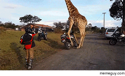 Giraffe attempts to jack a motorcycle