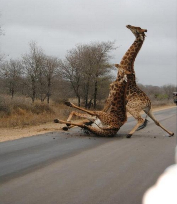 Giraffe trust fall