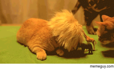 Giraffe viciously mauled