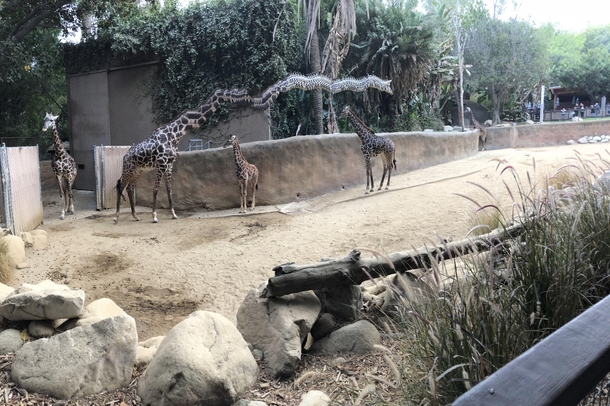 Giraffe walking while I was taking a panoramic photo