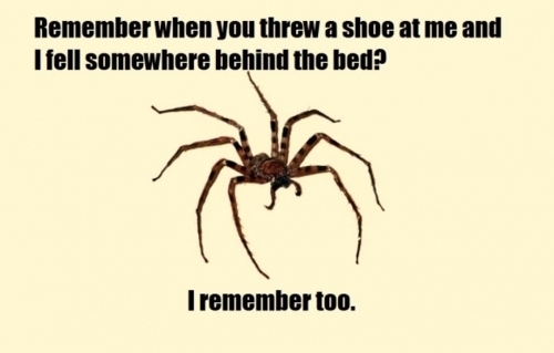 Girlfriend said she missed killing a spider when she threw a shoe at it above the couch I sent her this