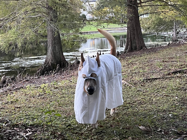 Girlfriend tried making our dog a ghost All I can think about is the scene from Django