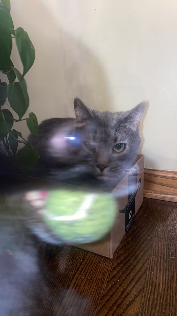 Girlfriend tried taking a photo of the cat in a box while I played fetch with the dog