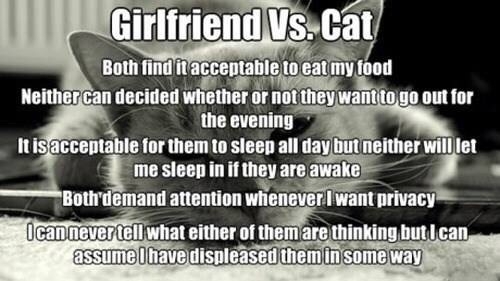 Girlfriend Vs Cat
