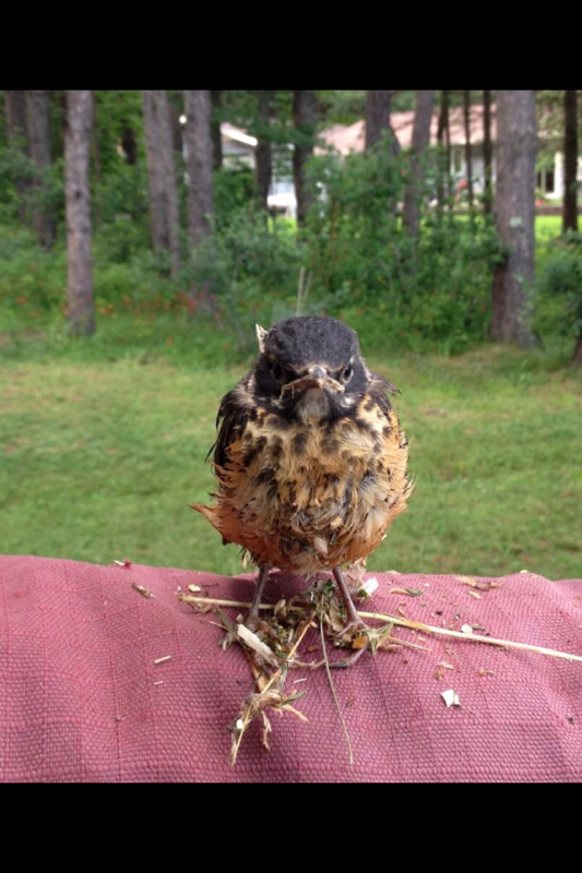Girlfriends aunt saved a bird that clearly didnt want to be saved