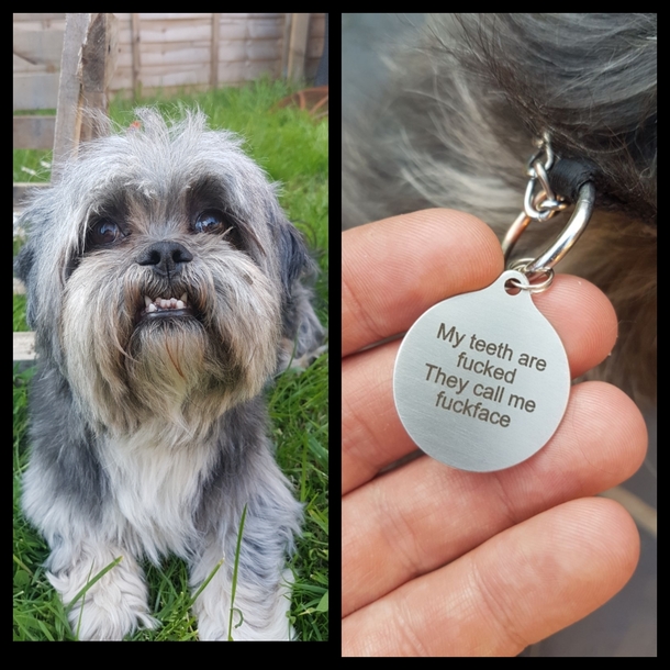 Girlfriends dad thought he would treat his daughters dog to a new name tag