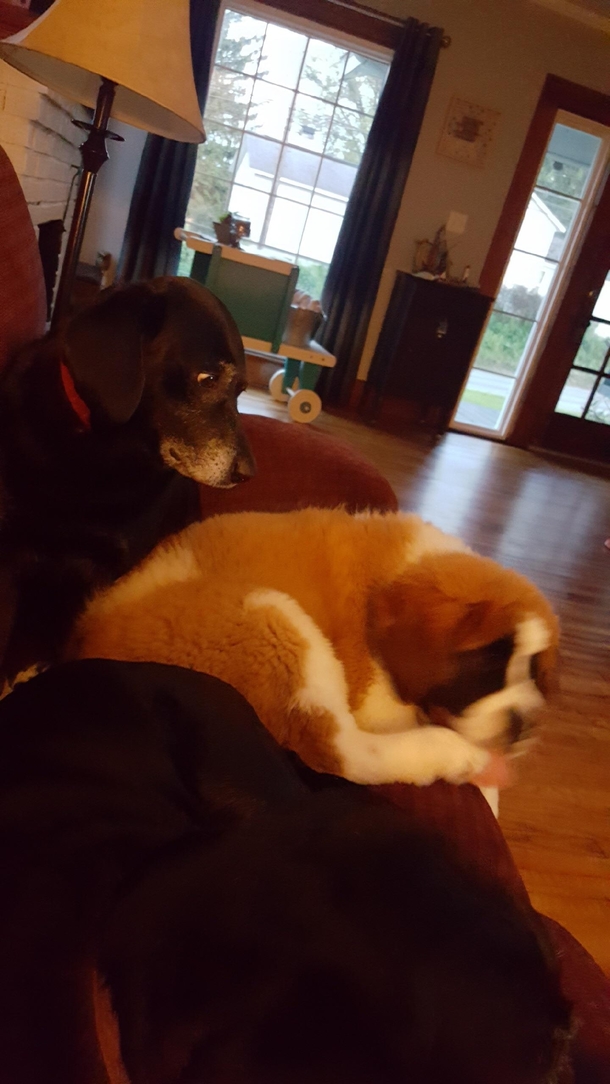 Girlfriends mom brought home a new dog today the older dog she had isnt too pleased