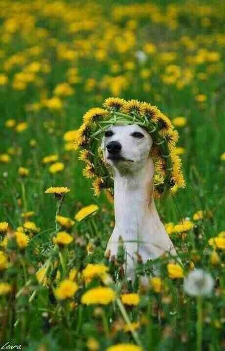 Girls at music festivals