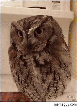 Give an owl a hat and you dress him for a day