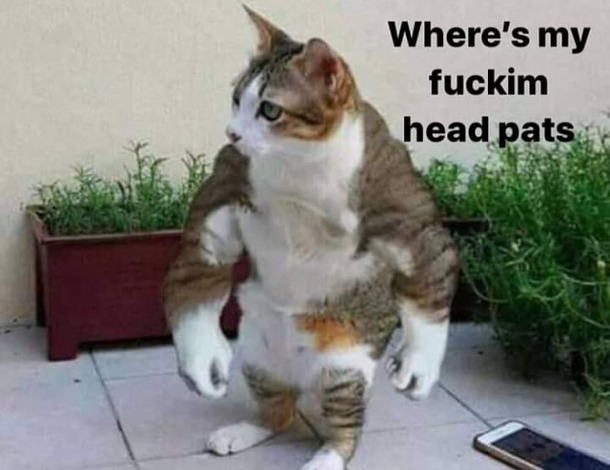 Give me my head pats bitch