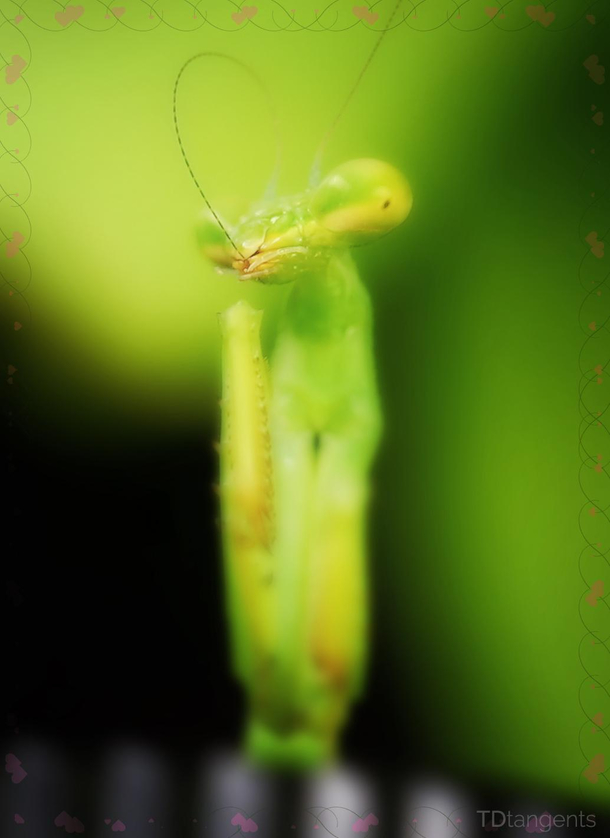 Glamour Shot