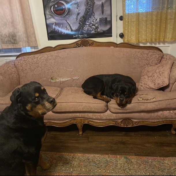 Glenn has gone  years without eating my antique sofa Enter Duane