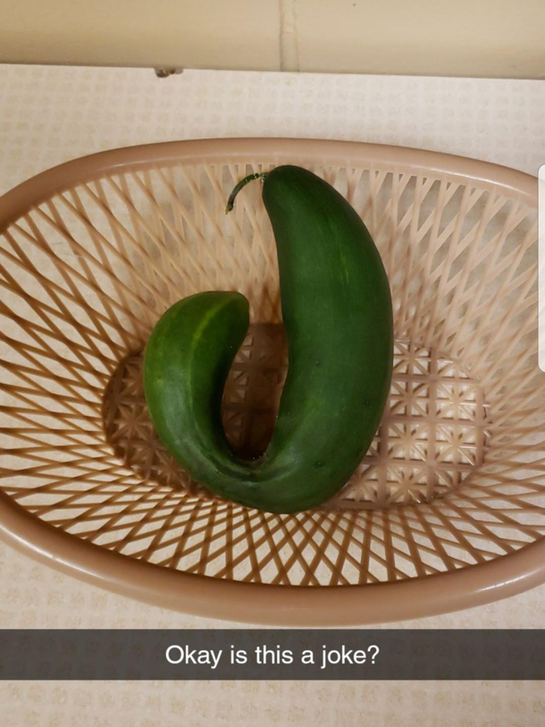 GMO cucumbers are getting out of hand