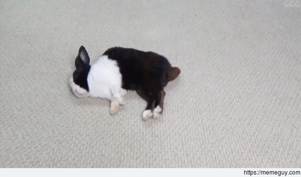 Go ahead pull my tail