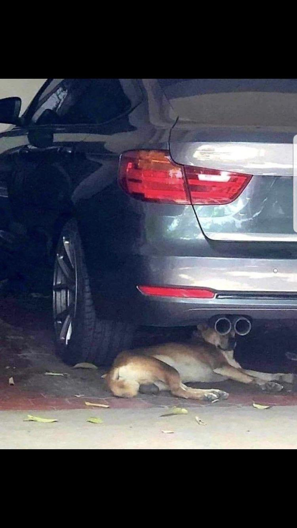Go-go gadget dog binoculars activate