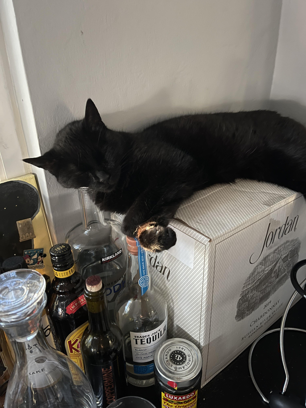 Go home kitty youre drunk