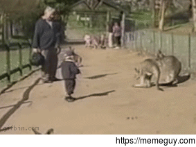 Go pet the kangaroo