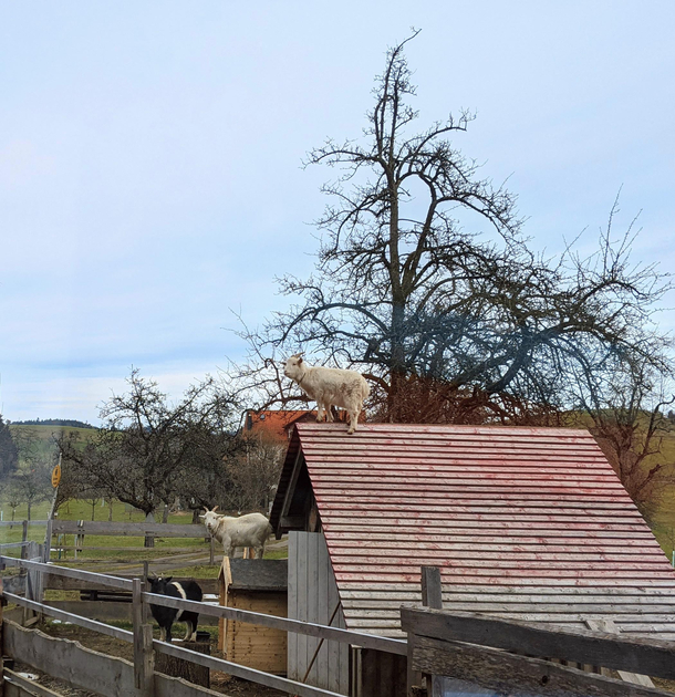 Goat Olympics