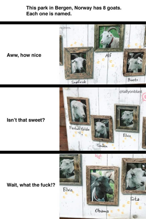 Goat racism