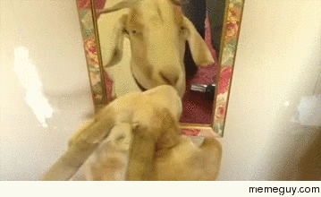 goat sees herself in the mirror for the first time